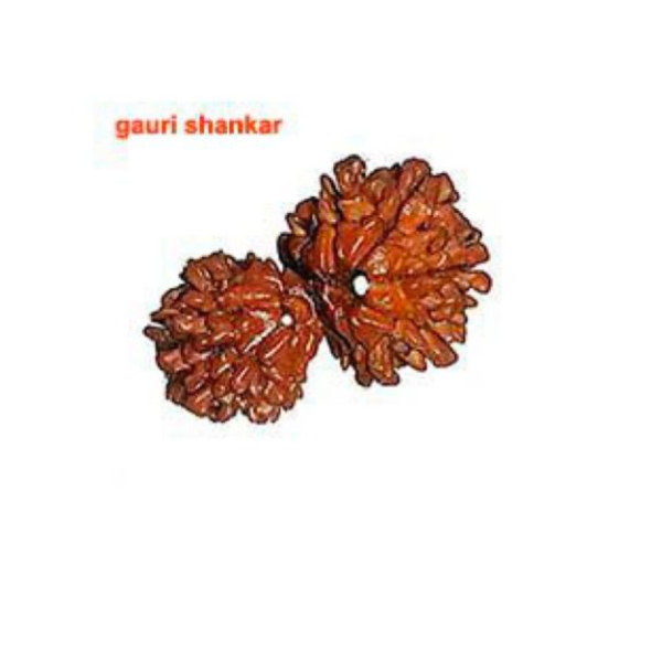 Sansthha - Gauri Shankar Rudraksha