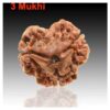 Sansthha - 3 Mukhi Rudraksha