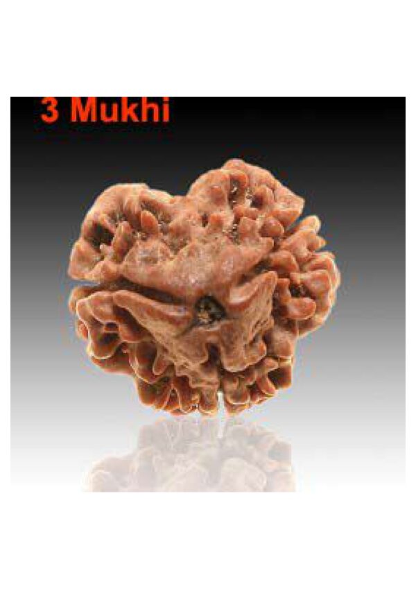 Sansthha - 3 Mukhi Rudraksha