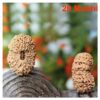 Sansthha - 20 Mukhi Rudraksha