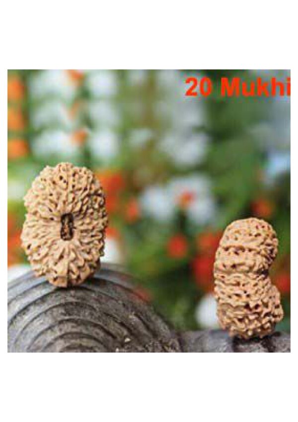 Sansthha - 20 Mukhi Rudraksha