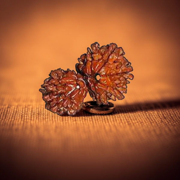 Gauri Shankar Rudraksha