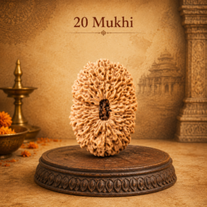 20 Mukhi Rudraksha