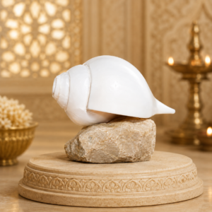 Vamavarti Shankha for Puja and Hindu Religious Worship