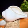Vamavarti Shankha (Natural Blowing Conch Shell)
