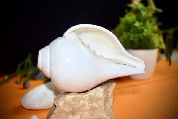 Vamavarti Shankha (Natural Blowing Conch Shell)