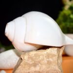 Vamavarti Shankha (Natural Blowing Conch Shell)