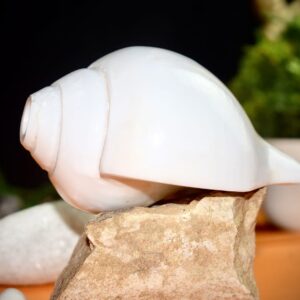Vamavarti Shankha (Natural Blowing Conch Shell)