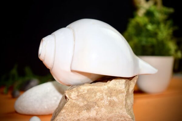 Vamavarti Shankha (Natural Blowing Conch Shell)