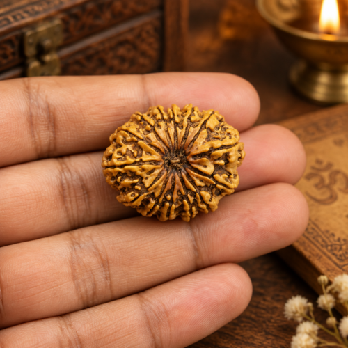 14 Mukhi Rudraksha for strength, courage and spiritual growth