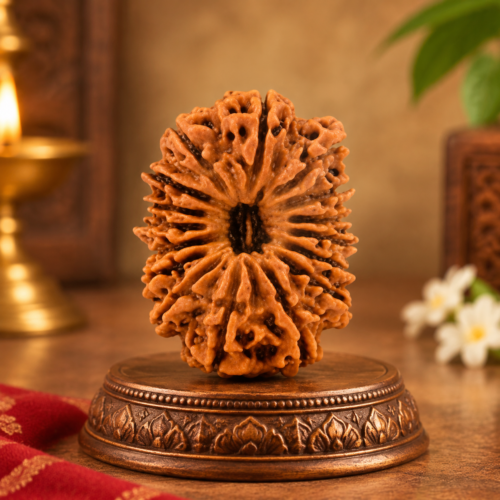 Sansthha - 16 Mukhi Rudraksha