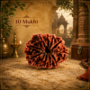 Sansthha - 10 Mukhi Rudraksha
