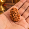 15 Mukhi Rudraksha