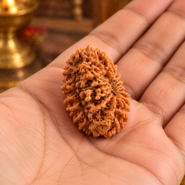 15 Mukhi Rudraksha
