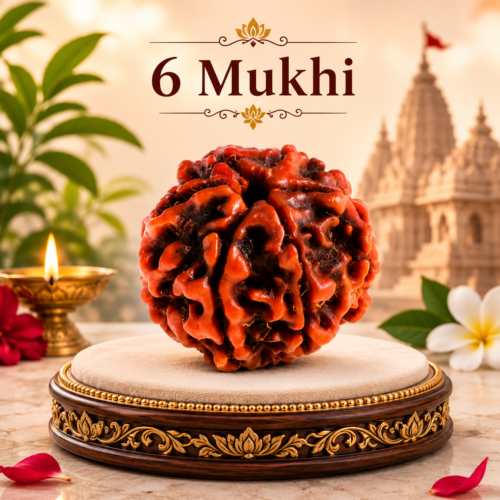 Sansthha - 6 Mukhi Rudraksha