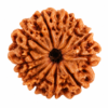 12 Mukhi Rudraksha for strength, confidence and spiritual growth