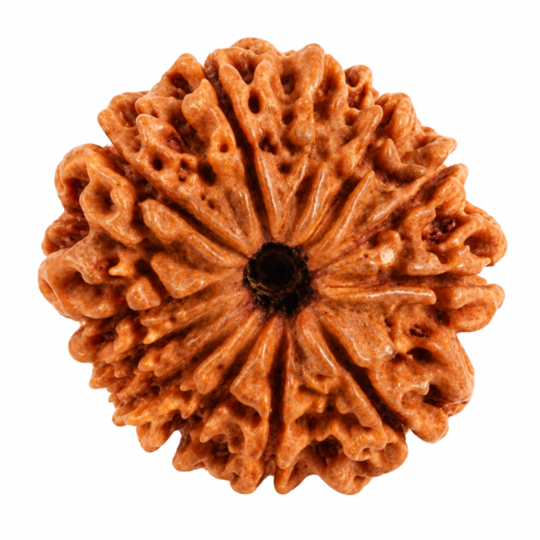12 Mukhi Rudraksha for strength, confidence and spiritual growth