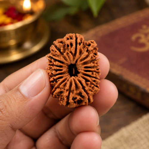 17 Mukhi Rudraksha – Original Authentic Rudraksha Bead